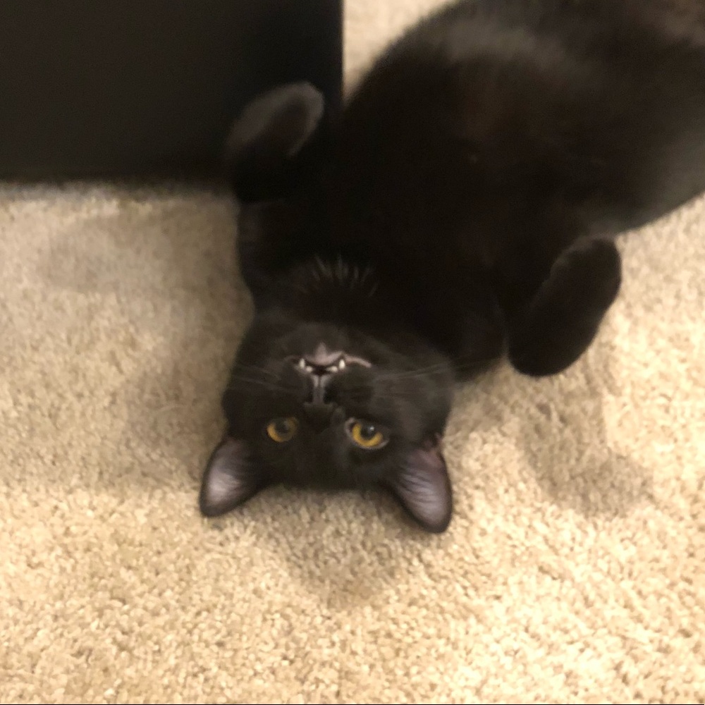 Meet your Posher, Cassidy